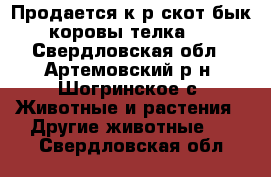 Продается к/р скот(бык,коровы,телка). - Свердловская обл., Артемовский р-н, Шогринское с. Животные и растения » Другие животные   . Свердловская обл.